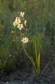 Image result for Wachendorfia