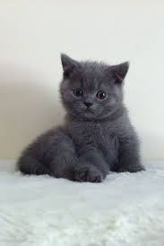 British Shorthair - 25 Cute British Shorthair Photos Life Criters British Shorthair British Shorthair Cats Cute Cats And Kittens