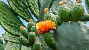 Barrel cactus fruit what it tastes like: Corespirit Cactus Flower Plants Cactus
