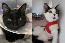 Check spelling or type a new query. Two B C Kittens In Need Medical Support After Falling From Highrises Williams Lake Tribune