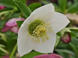 Helleborus X Hybridus Ashwood Garden Hybrids Single Pure White