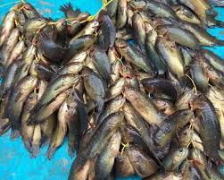 Ikan puyu adalah nama sejenis ikan yang umumnya hidup liar di perairan tawar. Ikan Puyu Mulai Langka Di Sumbar Dkp Lepas 5 Ribu Bibit Di Padang Klikpositif Com Media Generasi Positif