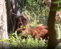 New Bigfoot footage goes viral on social media | KTLA