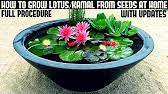 Jetzt deinen einkauf online bestellen und fertig gepackt noch am gleichen tag abholen. How To Grow Lotus Plant At Home With Updates Fast N Easy Method Youtube