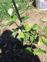 S'ils sont placés contre un mur, veillez alors à laisser. Idees Clients Plantations Vignobles A La Maison