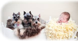 Când vine vorba de animale de companie pentru copii, câinii rămân totuşi pe primul loc. Alergiile Copiilor La Animale De Companie Caini Si Pisici