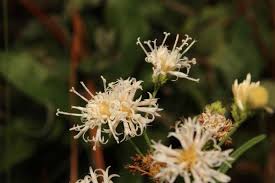 Image result for Vernonia sutherlandii
