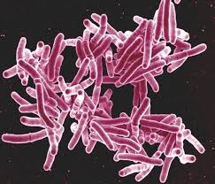Image result for Mycobacteria