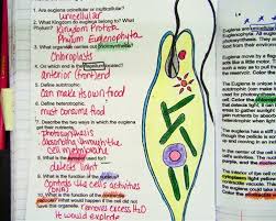 Euglena Coloring Pages