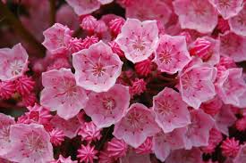 I love the smell when mountain laurels are blooming. Mountain Laurel Gammon 39 S Garden Center Amp Landscape Nursery Laurel Flower Landscape Nursery Mountain Laurel