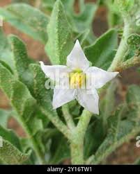 Image result for Solanum supinum