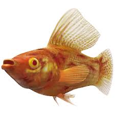 Eventually, your loved one will pass away, but it can be difficult to tell at first if this has happened. Fish Illnesses How To Spot Them Tetra