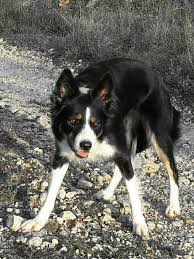 Callie The Border Collie Border Collie Dog Person Herding Dogs