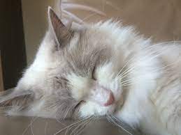 Lilac Ragdoll Bi Colour Sleepy Time Ragdoll Cat Cats Beautiful Cats
