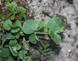 Image result for Drymaria