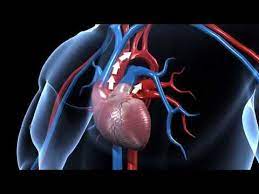2 How Does Human Circulatory System Work 3d Animation In English Youtube Human Circulatory System Human Heart Function Cardiac Catheterization