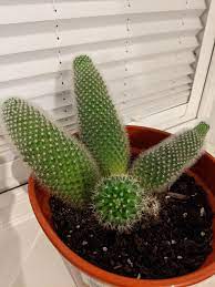 If your cactus is shrinking because you haven't been watering it enough, the situation can be easily corrected by watering the plant more often. Help Cactus Shrinking More Info In Comment Cactus