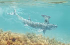 Spike is the first of the 5 special sharks, along with heidi (wobbegong), . Stethacanthus Facts And Pictures