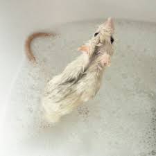 Little Husky Rat Pet Rats Little Husky Husky Rat