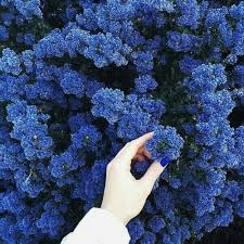 Flowers Blue And Hand Image Blue Aesthetic Plants Everything Is Blue