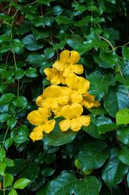 Image result for Dolichandra unguis-cati