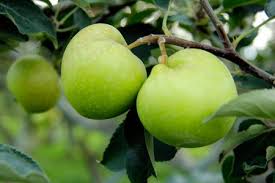 Check spelling or type a new query. Agrowisata Apel Merasakan Memetik Apel Langsung Dari Pohonnya Indonesia Kaya