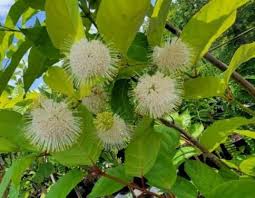 Image result for Dombeya buettneri