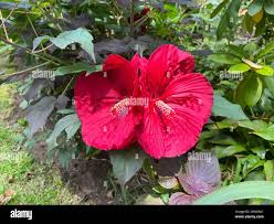 Image result for Hibiscus physaloides