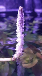 Image result for Syngonanthus robinsonii