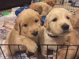 Golden retriever puppies make excellent family pets and we have a wide selection of puppies for you. Litter Of 9 Golden Retriever Puppies For Sale In Pendleton Sc Adn 24874 On Puppyfinder Com Gender Male S Golden Retriever Golden Retriever Litter Retriever