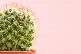 Check spelling or type a new query. Cactus Plants On Pink Paper Background People Indivstock