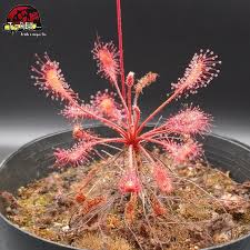 Image result for Drosera affinis