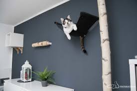 Catwalk Kletterwand Fur Katzen Diy In 2020 Katzen Kletterwand Kletterwand Katze Diy
