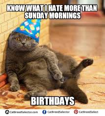 Grumpy Cat Happy Birthday Meme Cat Birthday Memes Happy Birthday Cat Cat Birthday