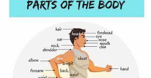 If you want to keep learning more vocabulary, check out the body parts in english!. Human Body Parts Names In English With Pictures 7esl