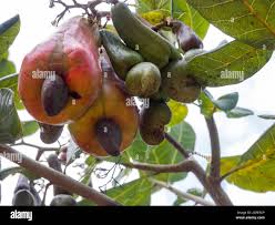 Image result for Anacardiaceae