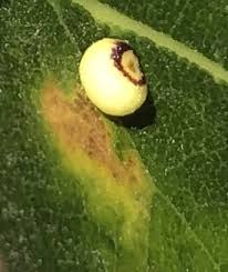 Image result for Dicoma galpinii