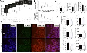 What makes a breast cancer an inflammatory breast cancer is the presence of cancer cells in the skin. Inflammatory Breast Cancer Tumor Emboli Express High Levels Of Anti Apoptotic Proteins Use Of A Quantitative High Content And High Throughput 3d Ibc Spheroid Assay To Identify Targeting Strategies Abstract Europe Pmc