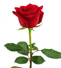 Image result for Rosa