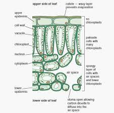 Check spelling or type a new query. 2 Organisation Thomas Tallis Science