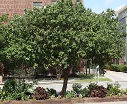 Maybe you would like to learn more about one of these? Going Native Our Top 10 Native Plants For Houston
