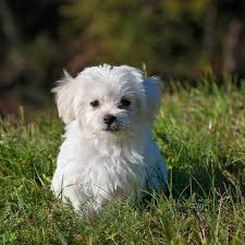 These spunky little powder puffs make wonderful family pets. Cute Pomeranian Puppies For Adoption Pets Animals Classifieds Brussels Angloinfo