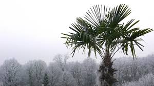 Hey guys, i have the idea to made some videos about some amazing places that you should visit! Mit Winterharten Palmen Den Garten Gestalten