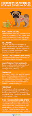 Dog hot spot healing time can, therefore, differ depending on the severity of the outbreak, whether the infection has occurred and some additional factors such as the treatment applied. Hot Spots On Dogs The Ultimate Guide Dog Hot Spots Treatment Dog Hot Spots Hot Spot