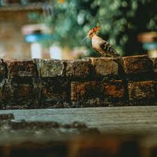 Simple dslr storytelling to set you apart creating distinctive stories with dslr quality photos and full hd movies is easier than you think with the 18 megapixel eos rebel t100. Canon Eos 4000d Eos Rebel T100 Eos 3000d Sample Photos Explorecams