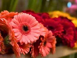 Image result for Gerbera