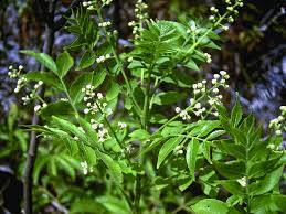Image result for Clausena anisata