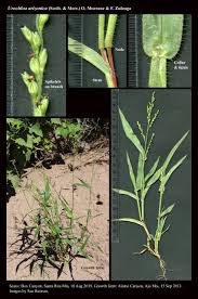 Image result for Urochloa