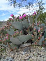 A member of the cactaceae (or cactus) family, prickly pear cactus, also known as nopal, grows in the united states, mexico, and south america. Yardsmart Beware The Prickly Pear Cactus Wvnews Com