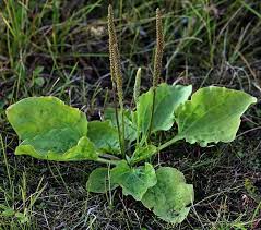 We did not find results for: Tenang Redam Gejala Batuk Berdarah Dengan Resep Herbal Tradisional Deherba Com